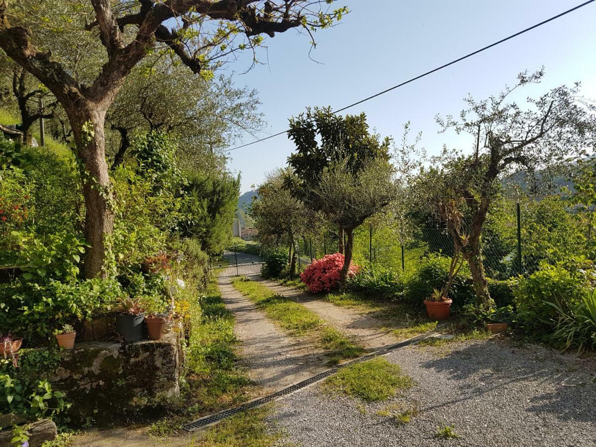 Tra Gli Olivi Lejlighed Lucca Eksteriør billede